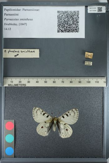 Media type: image;   Entomology 174394